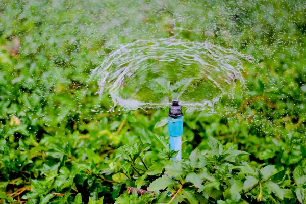 Sprinkler water in de tuin werkt. — Stockfoto