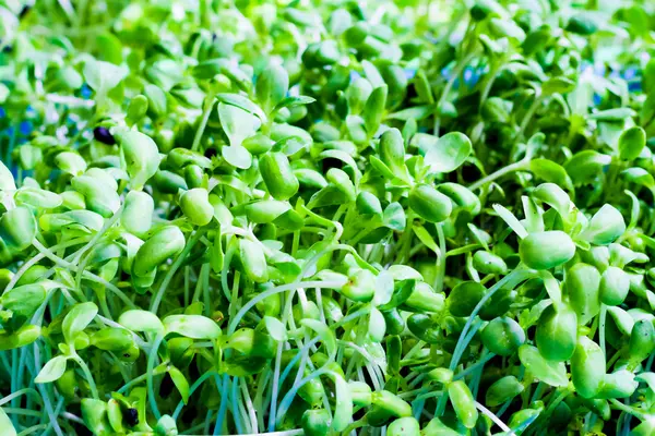 Jonge zonnebloem zaailingen in manden opgroeien, selectie focus — Stockfoto