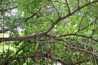 Dal ağaçlar doğal arka plan.