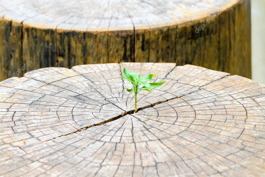 strong seedling growing in the center trunk from a dead tree stu