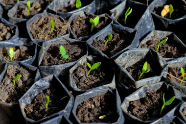 Sabah ışık, ne plastik torba içinde büyüyen genç bitki