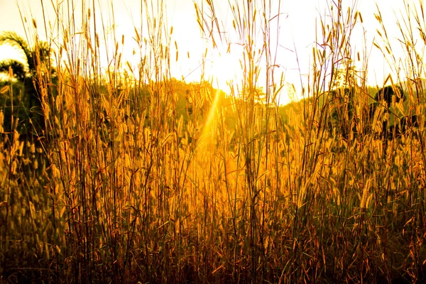 Grasblumen mit dem Sonnenaufgang — Stockfoto