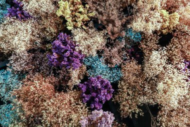 Arkaplan için kuru renk çiçekleri.