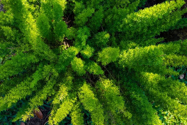 Folhas Pinheiro Verde Para Fundo — Fotografia de Stock