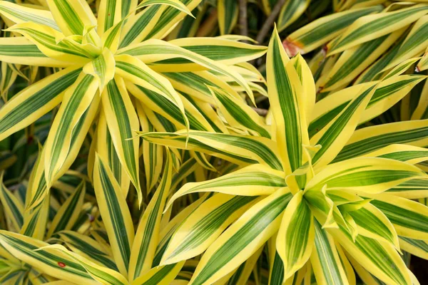 Dracaena Sonderiana Желтовато Коричневые Листья Фона — стоковое фото