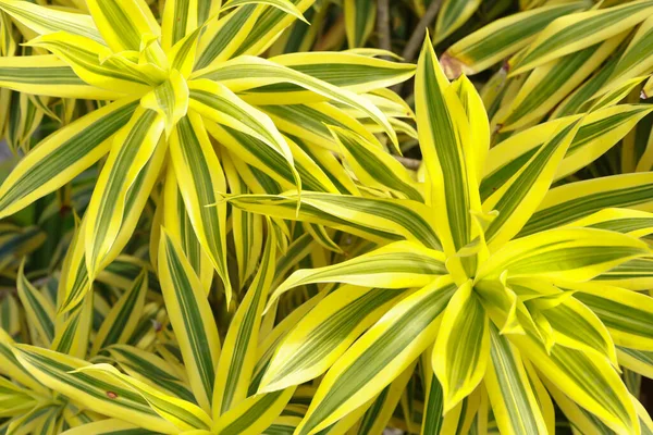 Dracaena Sonderiana Folhas Gree Amareladas Para Fundo — Fotografia de Stock