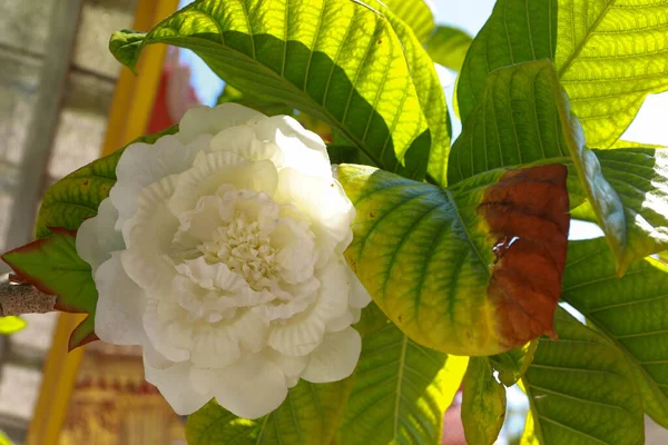 Paskalya Lily Vine Herald Trompet Nepal Trompet Veya Beaumontia Ihtişamlı — Stok fotoğraf