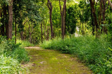 Dağdaki ormanda kirli bir yol.