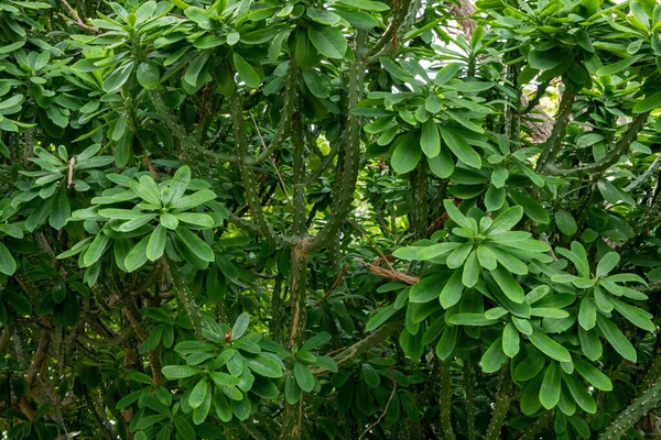 앙골라 Congo Pea Euphorbia Neriifolia — 스톡 사진