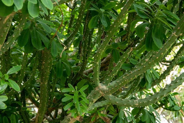 Angola Pea Congo Guisante Euforbia Neriifolia — Foto de Stock