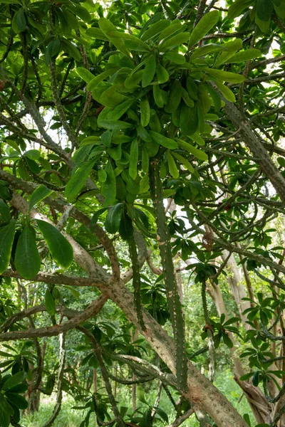 Angola Borsó Kongói Borsó Vagy Euphorbia Neriifolia — Stock Fotó