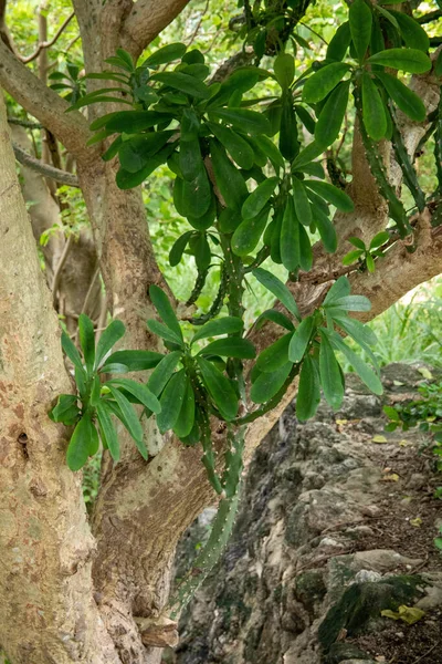 Pisello Dell Angola Congo Pisello Euforbia Neriifolia — Foto Stock