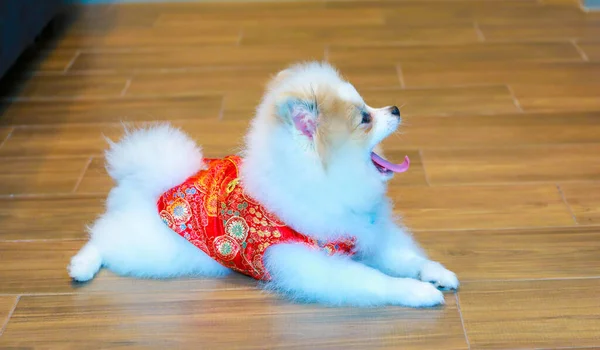 Cane Pomeriano Seduto Sul Pavimento — Foto Stock