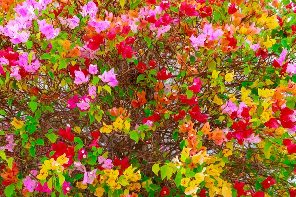 Bougainvillea Papierowe Kwiaty Kolorowe Bougainvillea Kwiat Papieru Tropikalny Kwiat Wspinacza — Zdjęcie stockowe