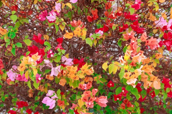 Bougainvillea Papierowe Kwiaty Kolorowe Bougainvillea Kwiat Papieru Tropikalny Kwiat Wspinacza — Zdjęcie stockowe