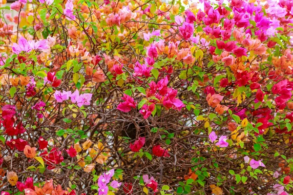 Bougainvillea Flores Papel Bougainvillea Colorido Flor Papel Trepador Flores Tropicais — Fotografia de Stock