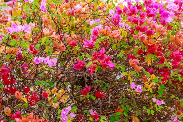 Bougainvillea Papper Blommor Färgglada Bougainvillea Papper Blomma Tropiska Blomma Klättrare — Stockfoto