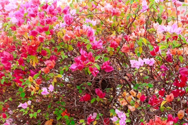 Bougainvillea Fleurs Papier Coloré Bougainvillea Fleur Papier Vigne Grimpante Fleurs — Photo