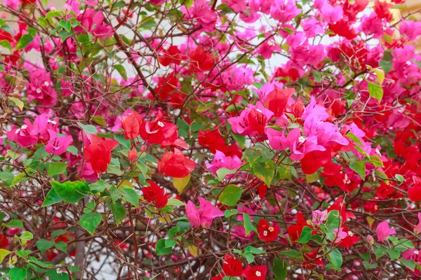 Бугенвиллия Бумажные Цветы Красочные Bougainvillea Бумажный Цветок Тропические Цветы Альпинистские — стоковое фото