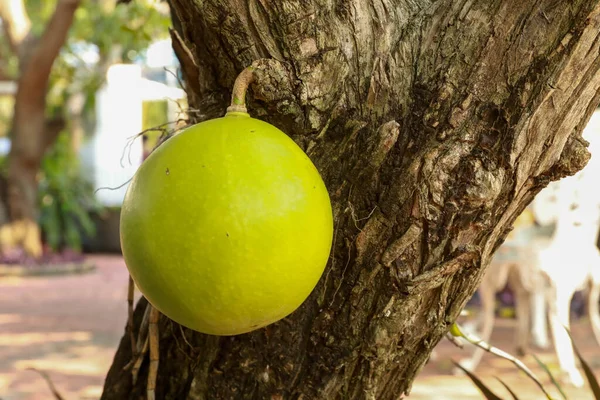 Grapefruit on the tree, Grapefruit Group hanging on tree