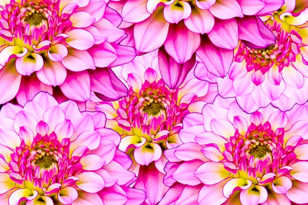 Abstrakcyjne tło kwiatów — Zdjęcie stockowe