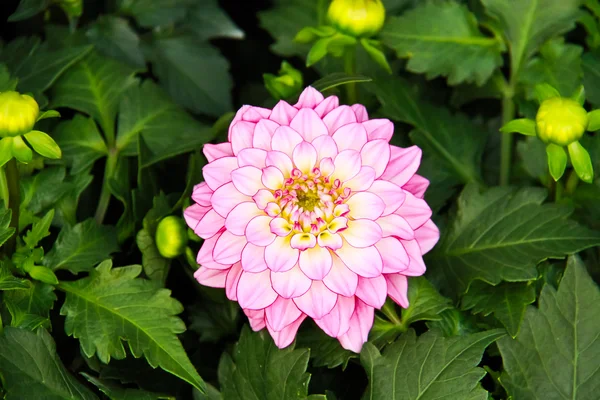 Pink dahlia flower at the center of leaf. — Stock Photo, Image