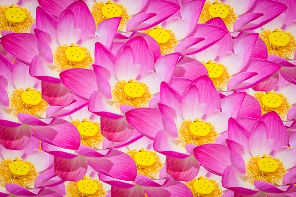 Sammendrag av lotusblomster – stockfoto