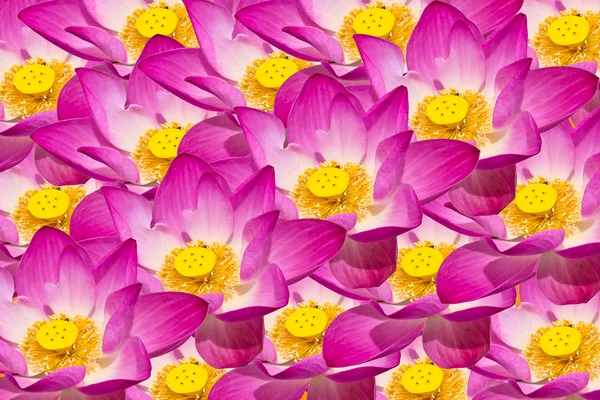 Abstract background of lotus flowers — Stock Photo, Image