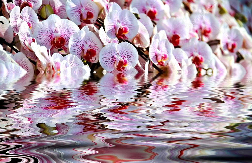 Pink orchid with refection on water wave