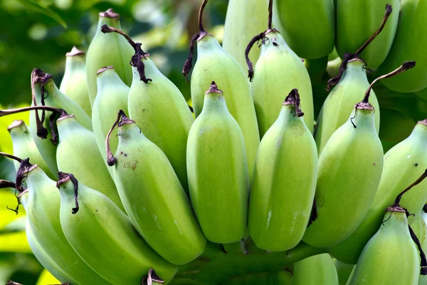 Bir avuç muzu kapat. 