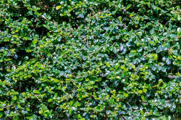 Green bush — Stock Photo, Image