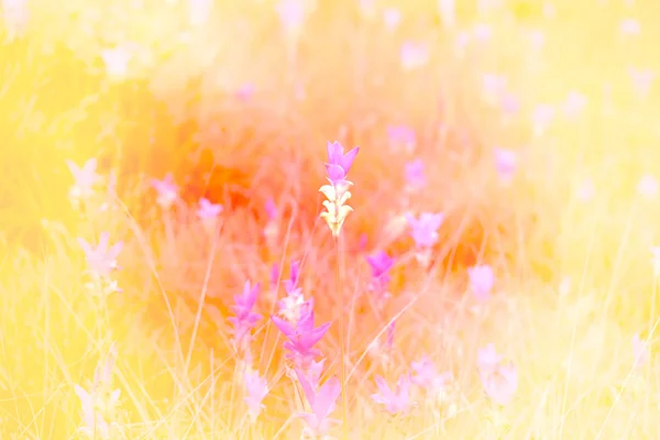 Pastel toned flowers — Stock Photo, Image