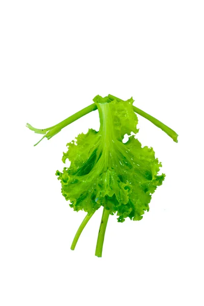 Dress made from vegetable  lettuce and  celery on white backgro — Stock Photo, Image