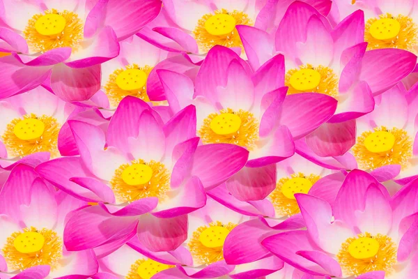 Abstract background of lotus flowers — Stock Photo, Image