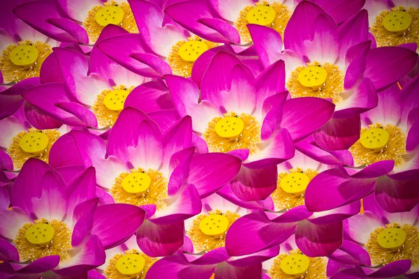 Abstrakt bakgrund av lotusblommor — Stockfoto