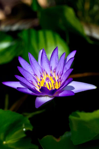 Fleur de lotus pourpre — Photo