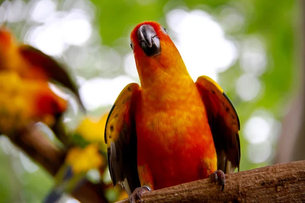 Um conures papagaios estão sentados em um galho de árvore e olhar para o — Fotografia de Stock