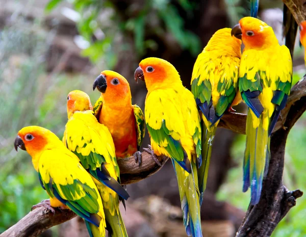 Group of  conures parrots are sitting on a tree branch — Stock Photo, Image