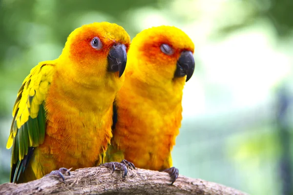 Conures papegojor sitter på en gren och titta på cam — Stockfoto