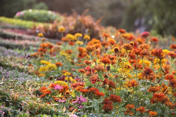 Soft toned flowers — Stock Photo, Image