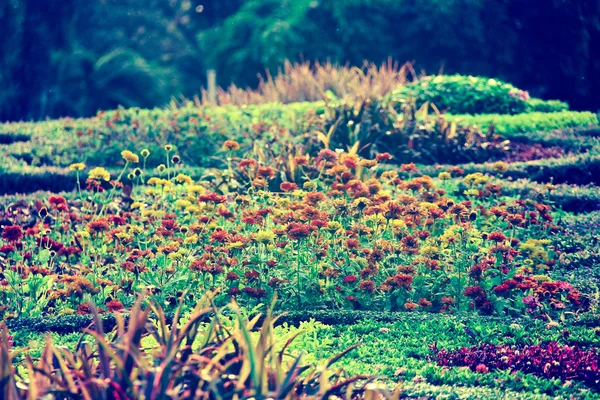 Vintage de tons suaves no jardim de flores fundo — Fotografia de Stock