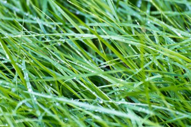 Çim su damlaları ile sabah yakın çekim 