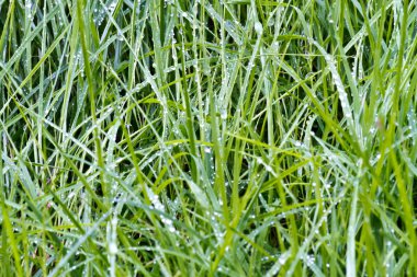 Çim su damlaları ile sabah yakın çekim 