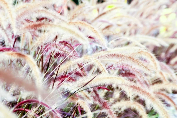 Цветущая трава — стоковое фото