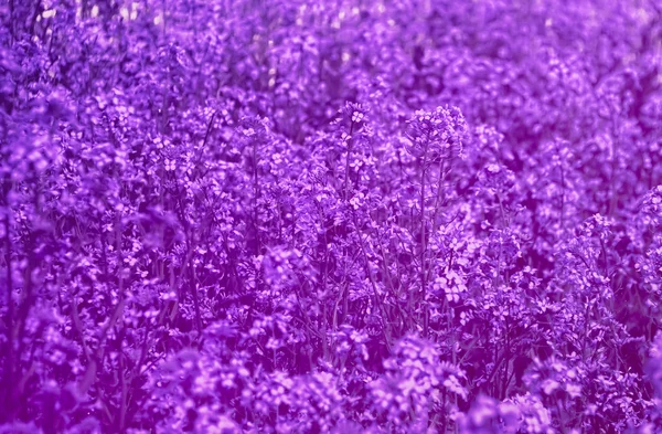 Bellissimo fiore viola in giardino con soft focus — Foto Stock