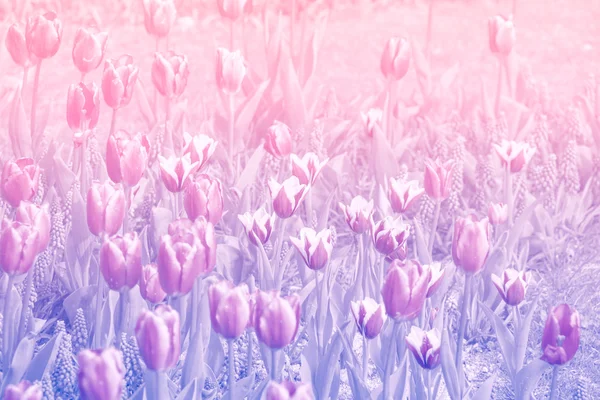 Piękne kwiaty tulipany z nieostrość — Zdjęcie stockowe