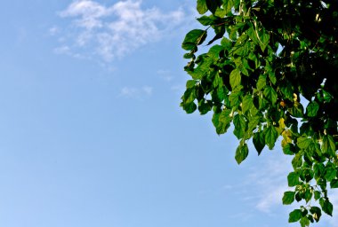 Bitki örtüsü ve gökyüzü arka plan olarak