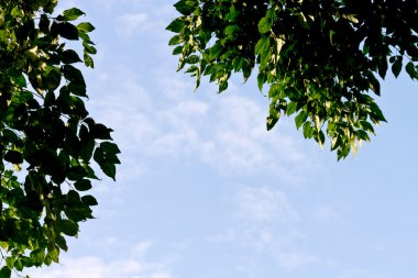 Bitki örtüsü ve gökyüzü arka plan olarak