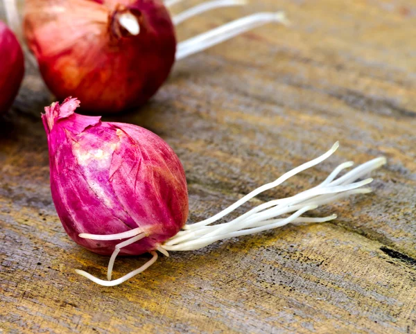 Nahaufnahme von Schalotte mit Wurzeln auf dem alten Holz — Stockfoto