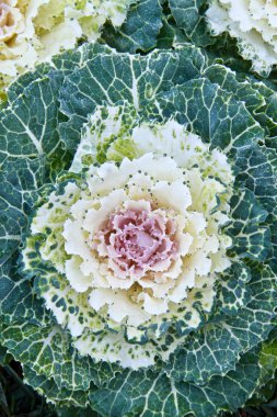 lahana beyaz çiçekler tam Bloom.